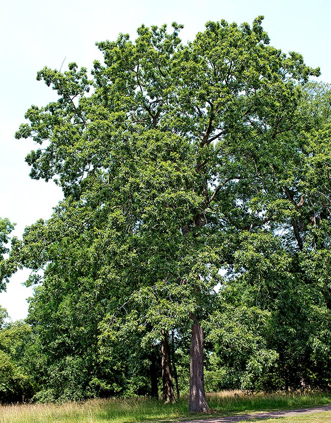 Port majestueux d'un individu de Quercus cerris 'Longifolia Nova'.
