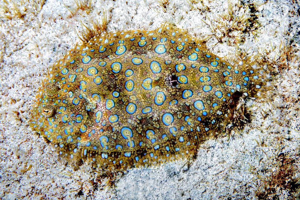 Un juvenil de 6 cm. La resiliencia de Bothus lunatus es baja. A menudo se captura en pesquerías artesanales y recreativas, pero su distribución es amplia y no está en riesgo.