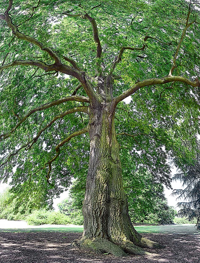 Ramification attrayante d'un Quercus cerris ‘Laciniata’ poussant librement dans un parc, sans contraintes.