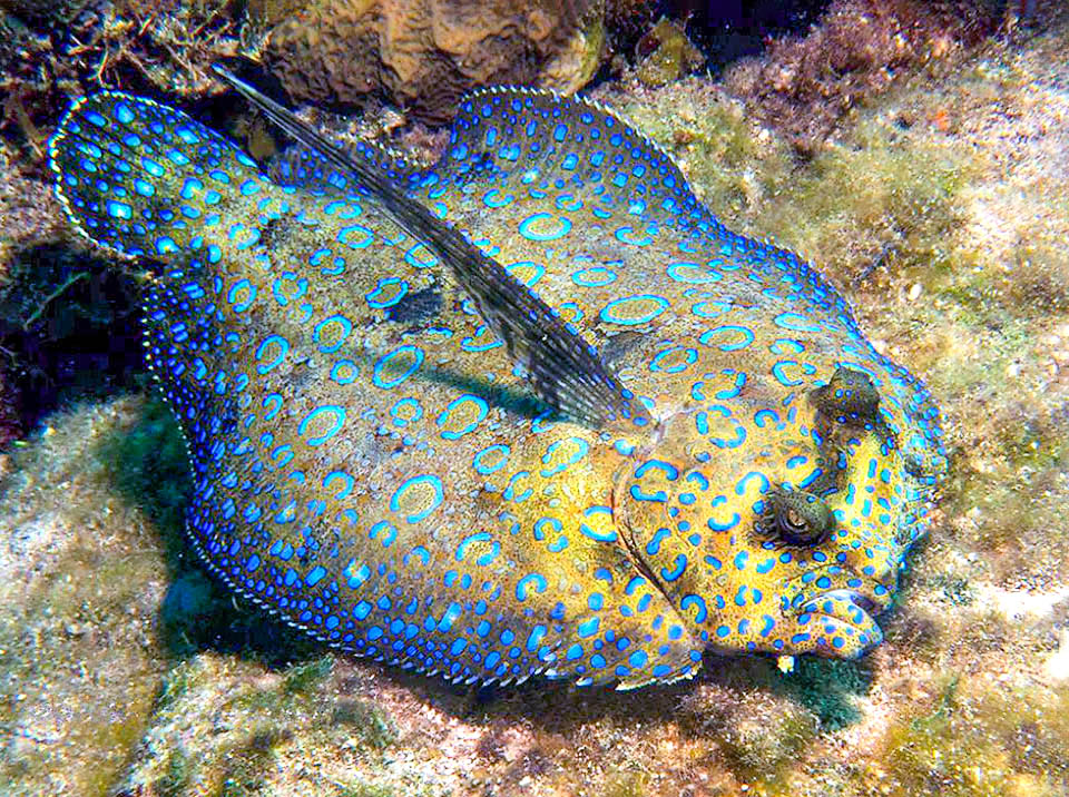 Lo encontramos en América desde las Bermudas y Florida hasta Brasil, y ha llegado al Golfo de Guinea en el Viejo Mundo.