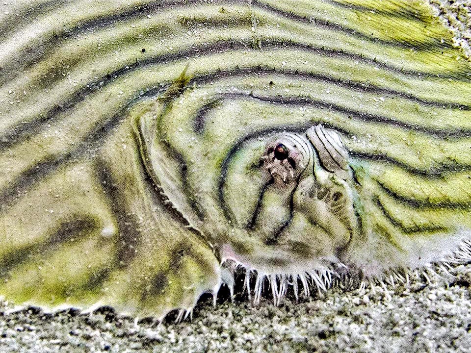 Unlike the Lefteye flounders Gymnachirus nudus is found resting on the seabeds on the right side. The eyes, small and close-set, are therefore on the left side. To note here the fraying of the upper jaw and the anterior tubular nostril. Over the operculum is also visible what remains of the dorsal pectoral fin, absent or with 1-2 rudimentary rays.