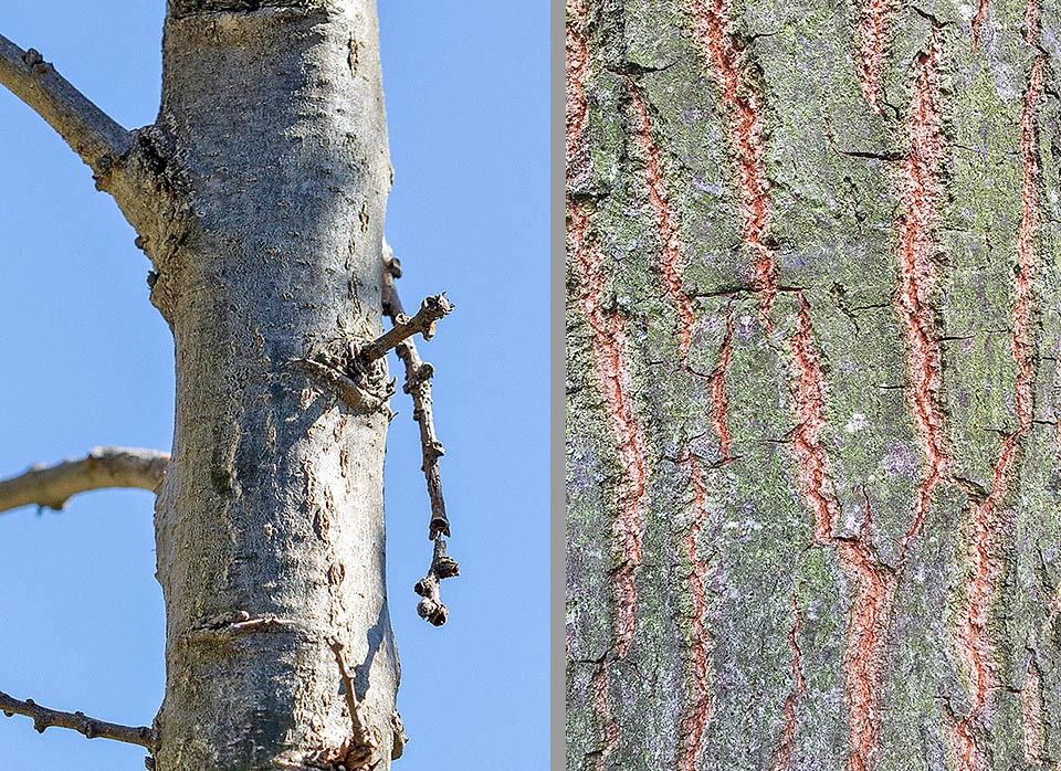 Tronc d'un jeune Quercus cerris dont le rhytidome n'est pas encore fissuré, comparé à celui d'un chêne chevelu adulte. Pendant les 10-15 premières années de vie, le rhytidome est gris foncé et surtout lisse. Ce caractère est très utile dans les mélanges de jeunes chênes chevelus et chênes pubescents (Quercus pubescens), car il permet de distinguer facilement les chênes pubescents, le rhytidome des tiges de ces derniers commençant à fissurer dès l'âge de cinq à sept ans © Giuseppe Mazza (à gauche) et © Terrence Pickles (à droite)
