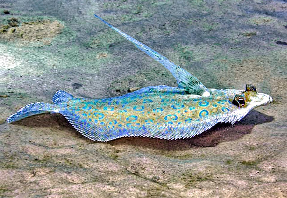 En lugar de nadar, Bothus lunatus parece saltar sobre el fondo marino con rápidos movimientos ondulantes, manteniendo la pectoral situado al lado de los ojos levantada como una vela.