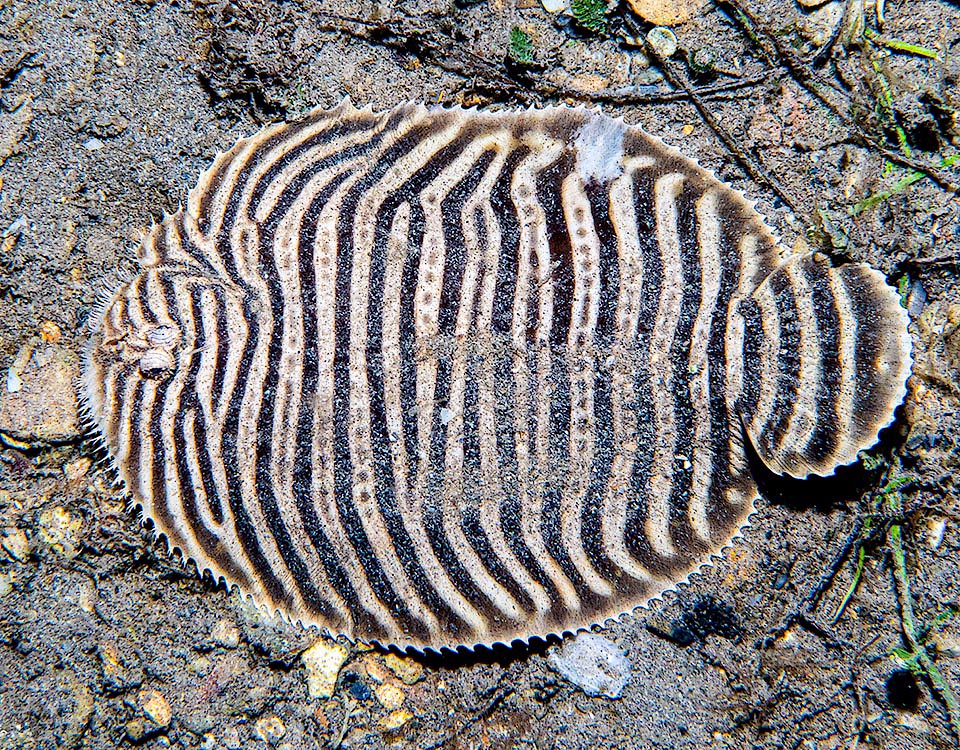 The zebra-mimic livery in the adults has 13-21 dark vertical bands on the side of the eyes, narrower than the clear ones that sometimes have in the centre a thin dotted line.