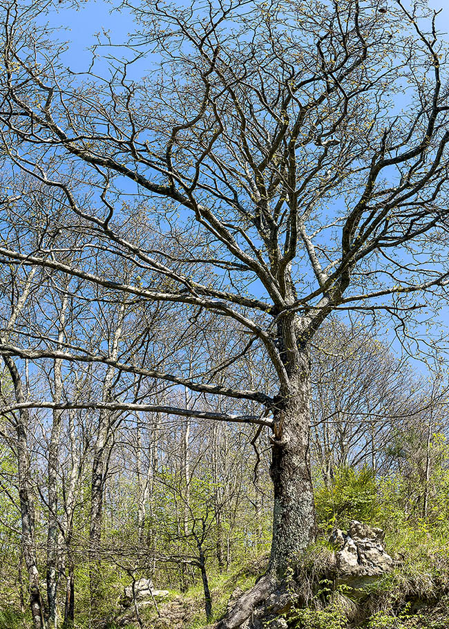 Bosquet de Quercus cerris au printemps. Les premiers bourgeons s'ouvrent timidement au réveil de la nature.