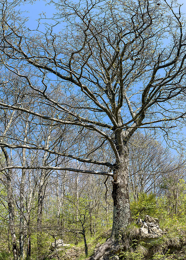 Grove of Austrian oaks in spring. With the verdant awakening of nature the first buds open timidly.