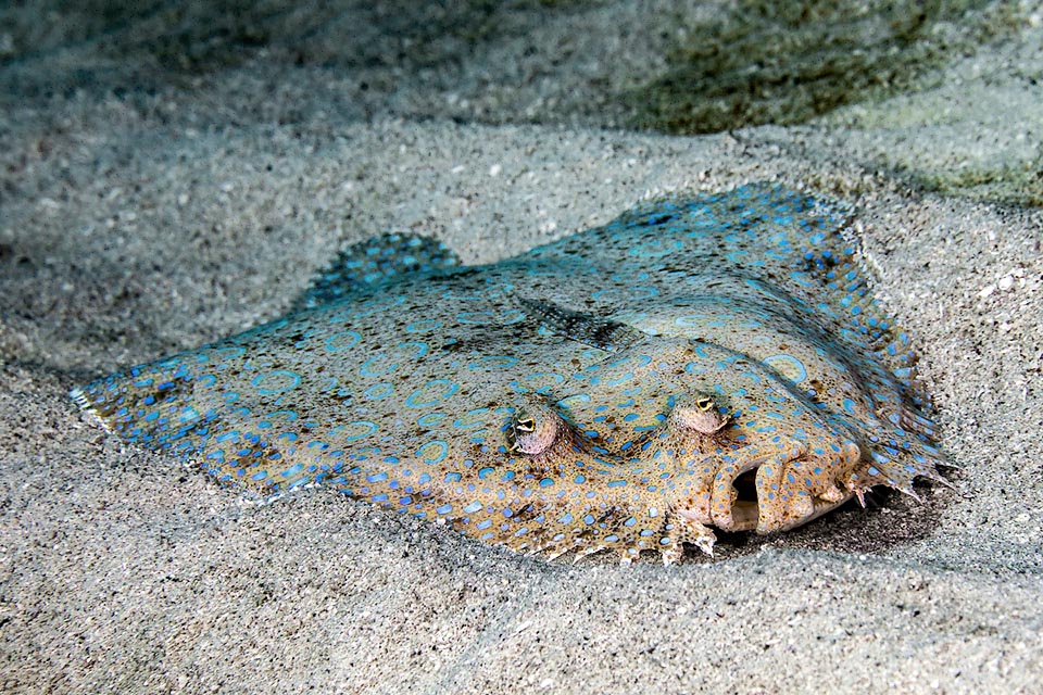 Like all Bothidae, Bothus lunatus lives on the seabeds leaning on the right side, and the eye present in the larval stage on this side has moved to the left.