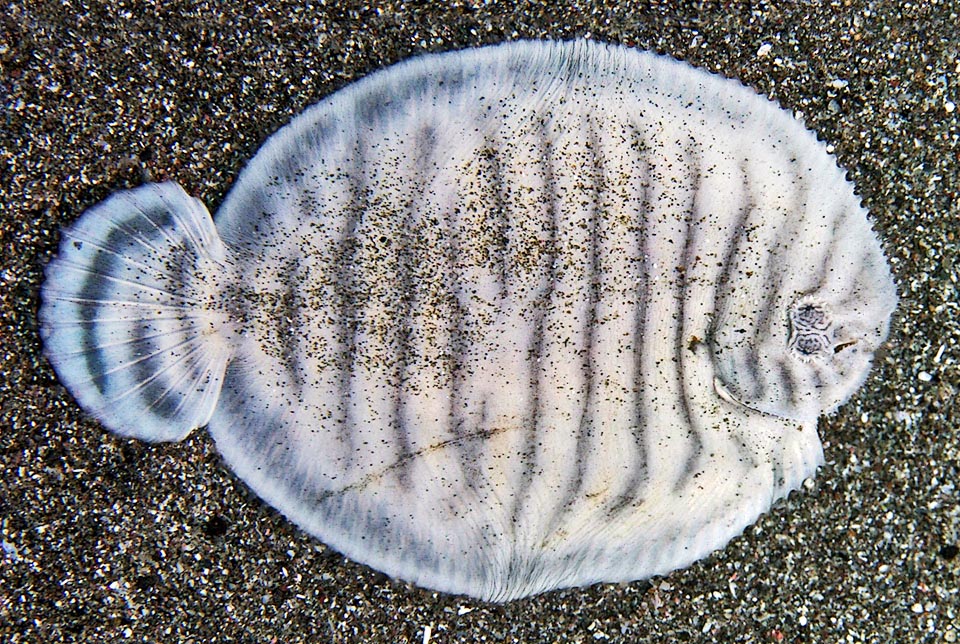 El color de fondo también puede ser blanquecino. La cola de Gymnachirus nudus, separada del cuerpo, tiene una aleta extendida y redondeada.