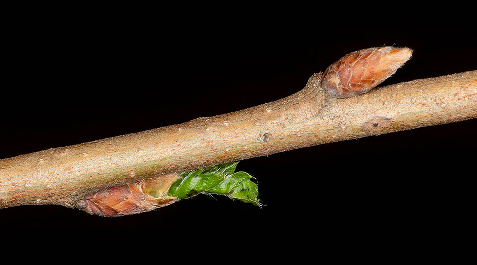 Deux bourgeons végétatifs latéraux de Quercus cerris. Celui du bas a déjà commencé à pousser (‘débourré‘).