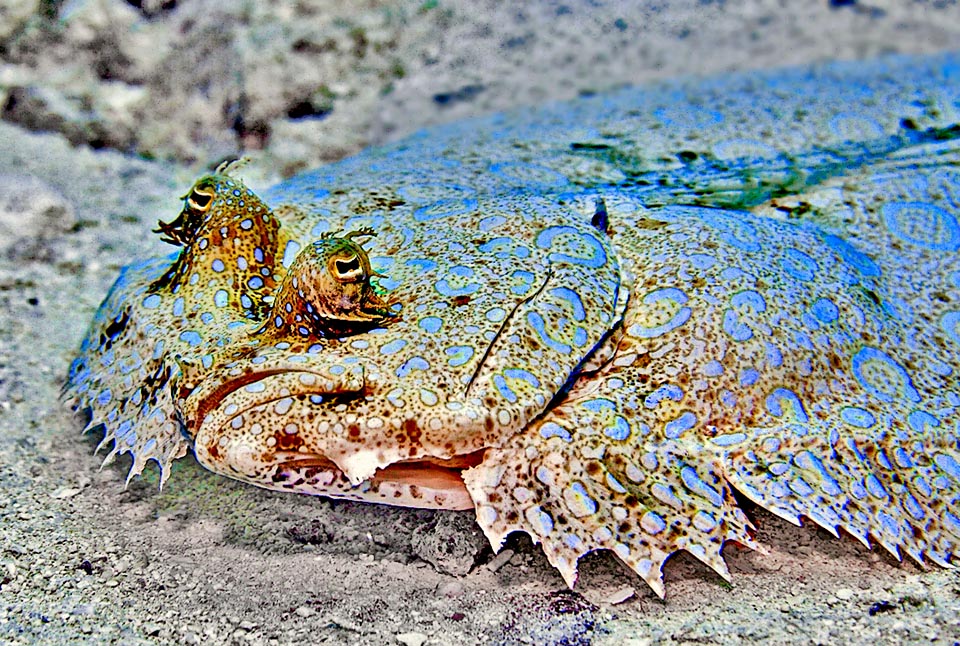 Las aletas pélvicas tde Bothus lunatus ambién migran. La de la derecha, más larga que la otra, se ha adelantado y es claramente visible aquí debajo del ojo inferior.