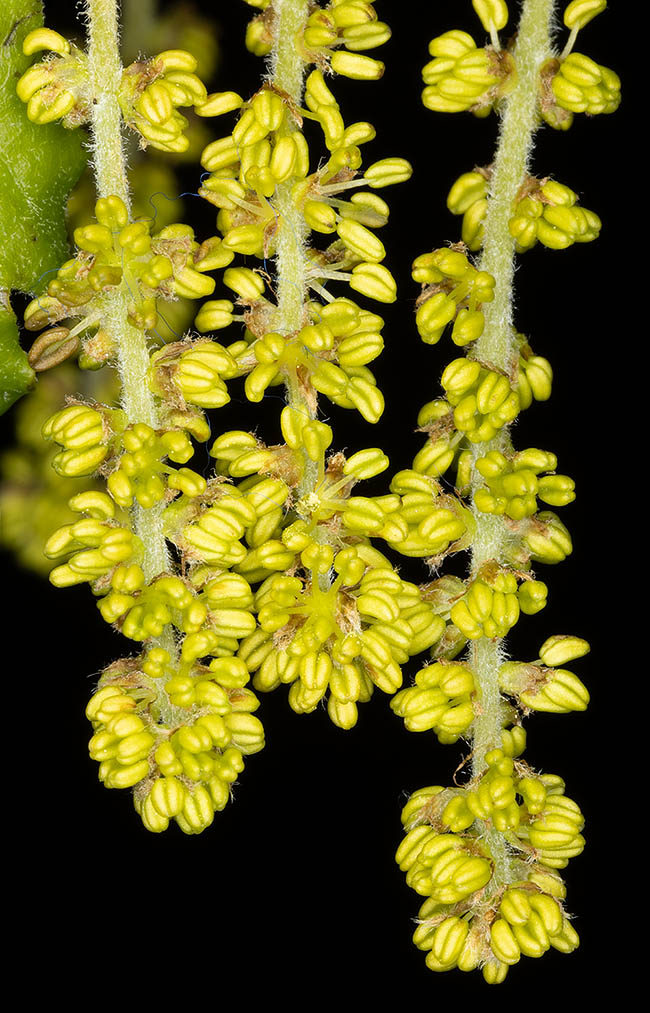 Les fleurs mâles de Quercus cerris avec quatre étamines sont éparses sur des chatons cylindriques pendants longs de 5-8 cm. Les anthères sont presque toutes éversées, leur couleur jaunâtre trahit le début de la dispersion anémochore du pollen.