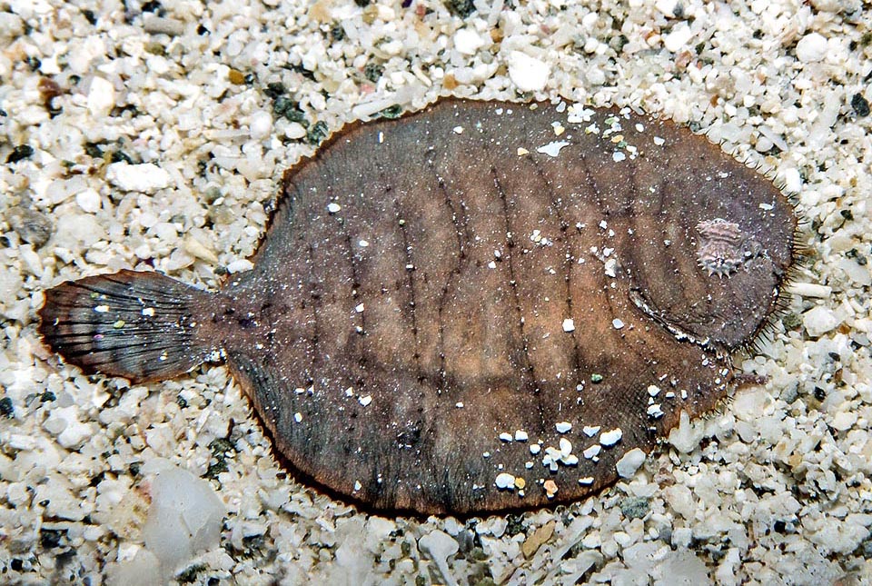 Here we note well the lateral line reaching the head with an unusual perpendicular ramification: 7-10 almost parallel lines with visible the remains of the sensory scales.