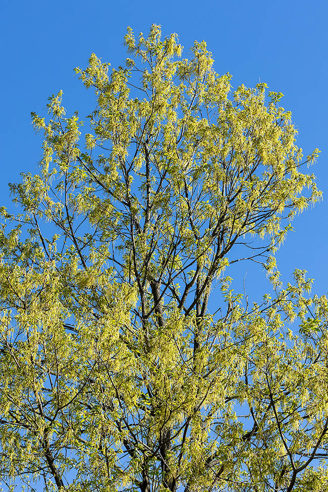 Quercus cerris in piena antesi. L’abbondante fioritura maschile coferisce temporaneamente una nuova colorazione all’albero.
