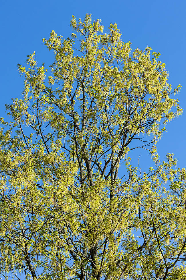 Fully flowering Austrian oak. The heavy male flowering gives temporarily the tree a new colouring.