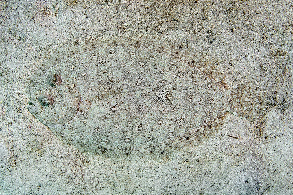 Bothus lunatus embosca a los peces que pasan, mientras sus ojos miran a su alrededor, induciendo los colores de la librea, que imita perfectamente el fondo marino circundante.