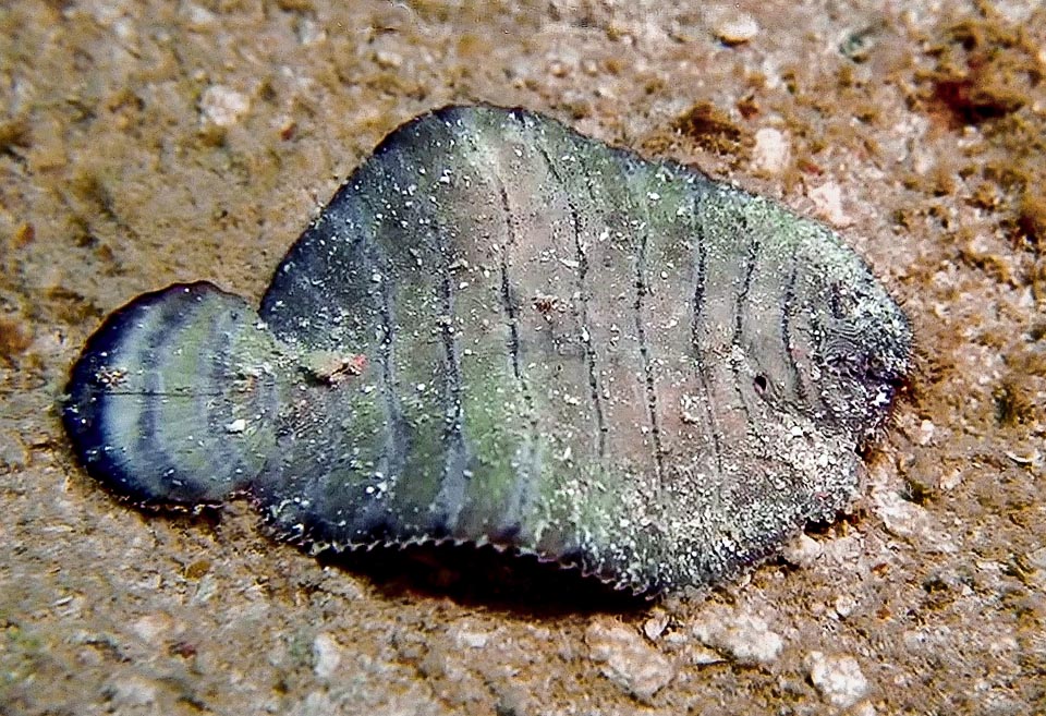 When looking for food Gymnachirus nudus goes ahead with compass-like movements. Here we note a small circular hole close to the operculum from were the water gets out after having oxygenated the gills.