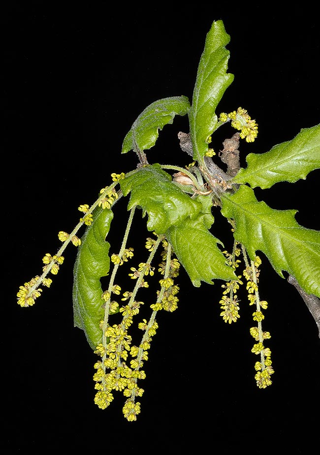 Chatons mâles en anthèse de Quercus cerris, et jeunes feuilles. La nouvelle pousse ne s'est pas encore allongée et les limbes ne sont pas encore complètement déployés, ce qui facilite le transport du pollen, confié au vent.