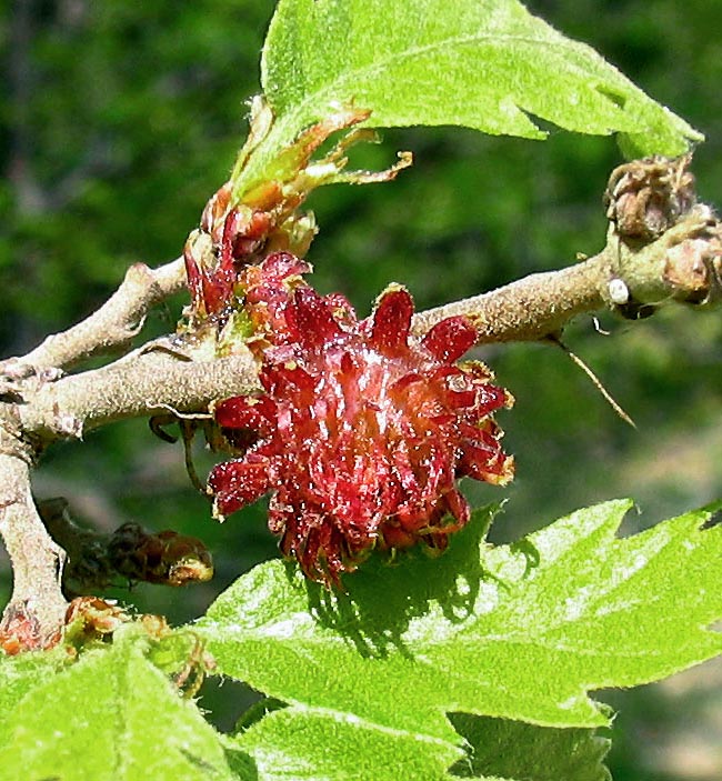 Fleur femelle de Quercus cerris. Insérée, comme chez tous les chênes, sur une courte hampe, elle porte ici une seule fleur. La bractée va devenir plus tard la cupule du gland. Noter la pilosité du rameau, à peine visible mais perceptible au toucher.