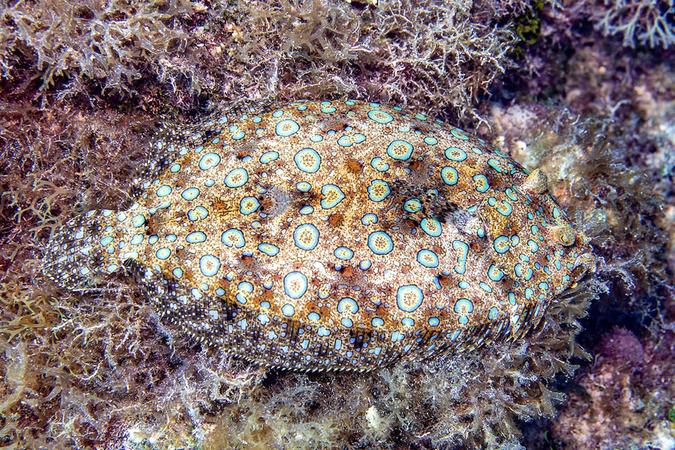 Los cromatóforos de Bothus lunatus pueden crear instantáneamente cualquier color y aquí también desaparece de la vista a pesar de su vistosa librea.