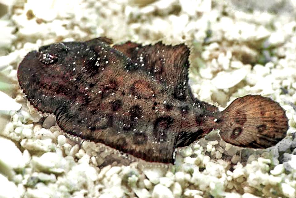 Initially juveniles' colour of Gymnachirus nudus is almost black on both sides. Then some dark drawings appear and finally the hatching. Here we already note the lateral line.