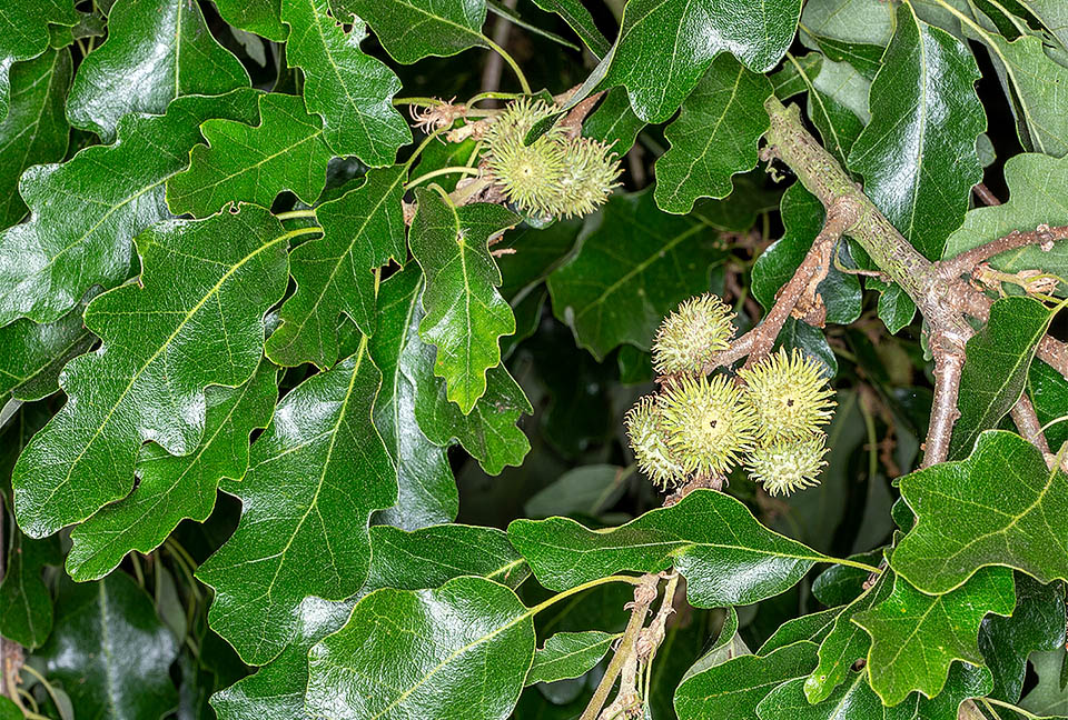 Ghiandine del primo anno su un esemplare di Quercus cerris ‘Longifolia Nova’. Fra impollinazione e meiosi della cellula uovo intercorre oltre un anno.