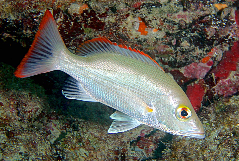 Averagely 38 cm long, Lutjanus mahogoni is a fish present in the western Atlantic tropical and subtropical waters, very common in the Caribbean.