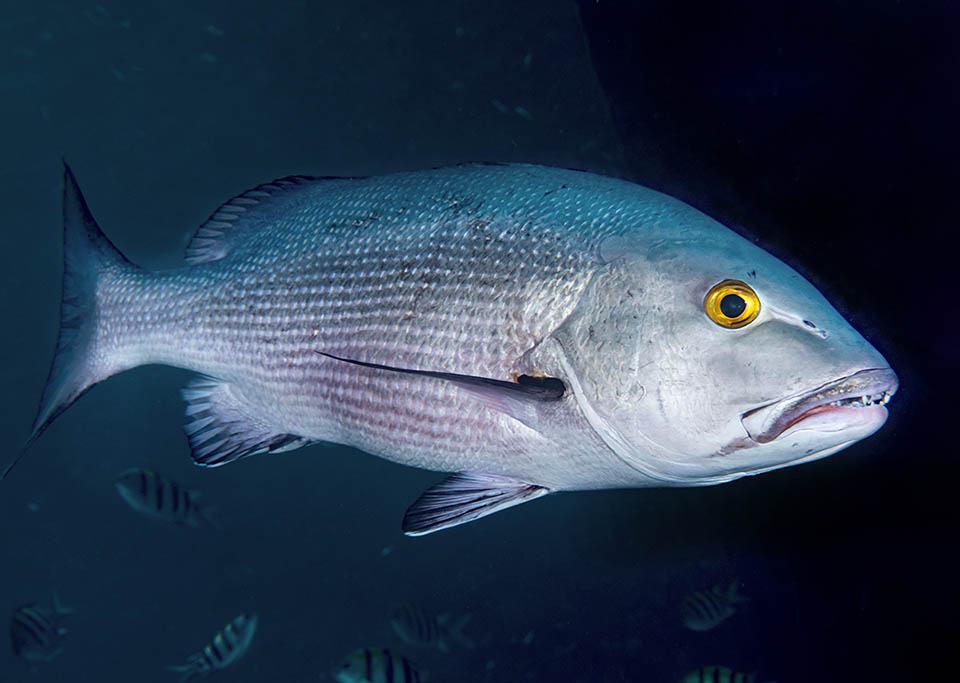 Lutjanus bohar vive nell’Indopacifico tropicale dove raggiunge i 55 anni d’età e 90 cm di lunghezza con un peso massimo di 12,5 kg.