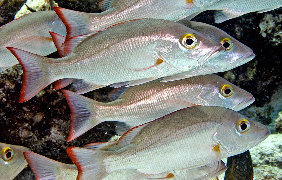 Durante il giorno Lutjanus mahogoni forma spesso piccole aggregazioni e caccia di notte piccoli pesci, gamberetti, granchi e cefalopodi.