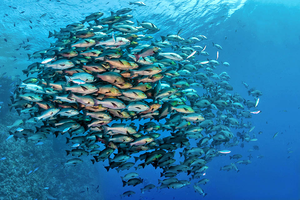  Lutjanus bohar eats mainly fishes, but also shrimps, crabs, amphipods, stomatopods, gastropods and ascidia gathering for the reproduction in dense schools.