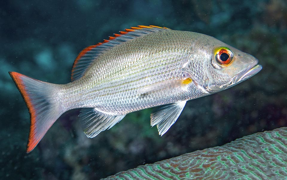 The body of Lutjanus mahogoni, silvery with reddish hues, has the back darker, olive grey. The edge of the caudal and of the dorsal fins is always red.