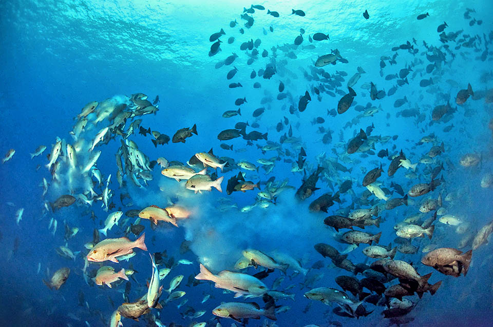 Dramatic image with clouds of sperm and eggs that are entrusted to the currents. Females reach sexual maturity only starting from 9 years of age.