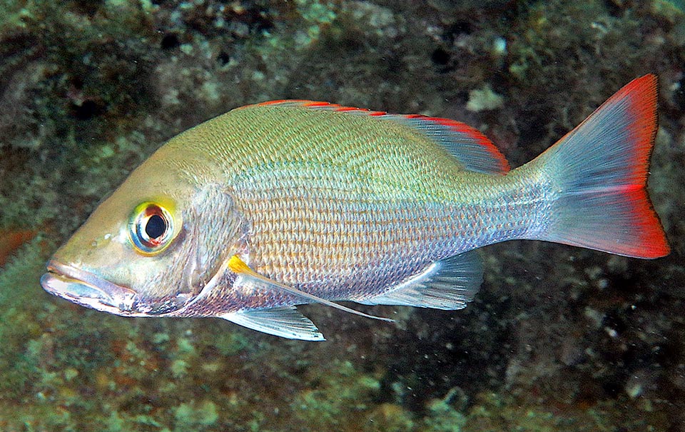 The snout of Lutjanus mahogoni appears naked, scaleless. These, big, go up obliquely over the lateral line, whilst below they form horizontal lines.