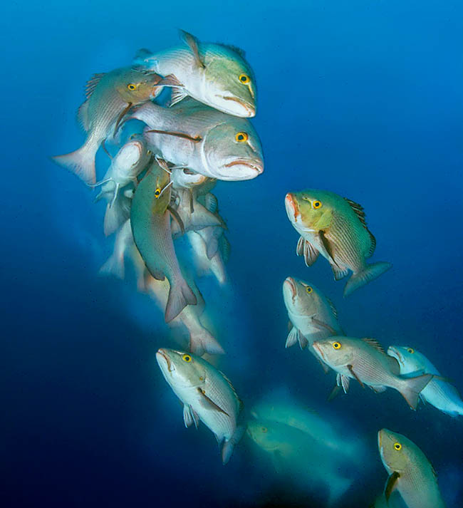 Males mature earlier, when 2, and as it can be noted in this race for females are then often smaller.