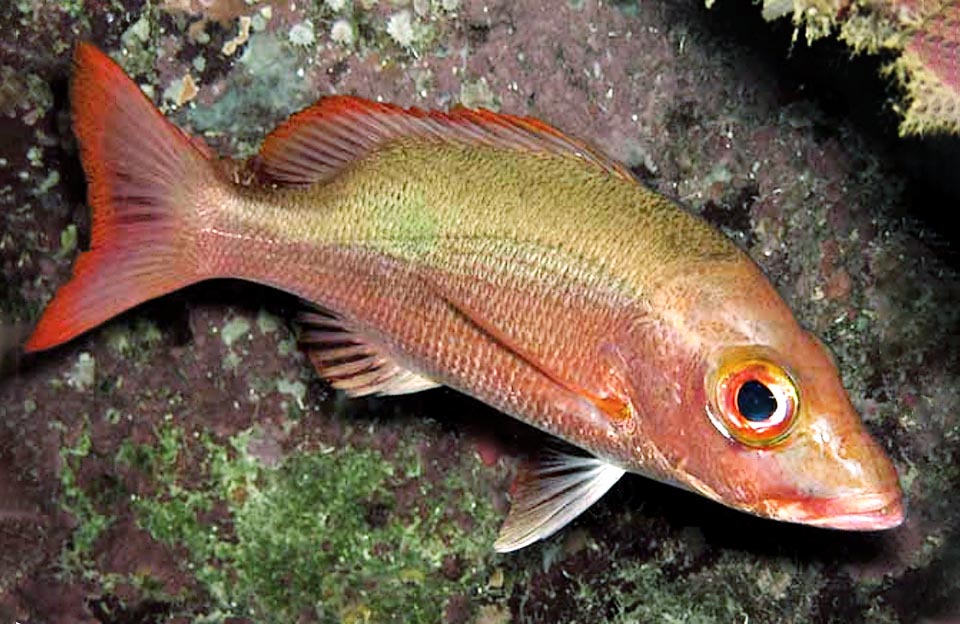 At times Lutjanus mahogoni is almost all red. The lower jaw is slightly longer than the other and both have sharp canines.