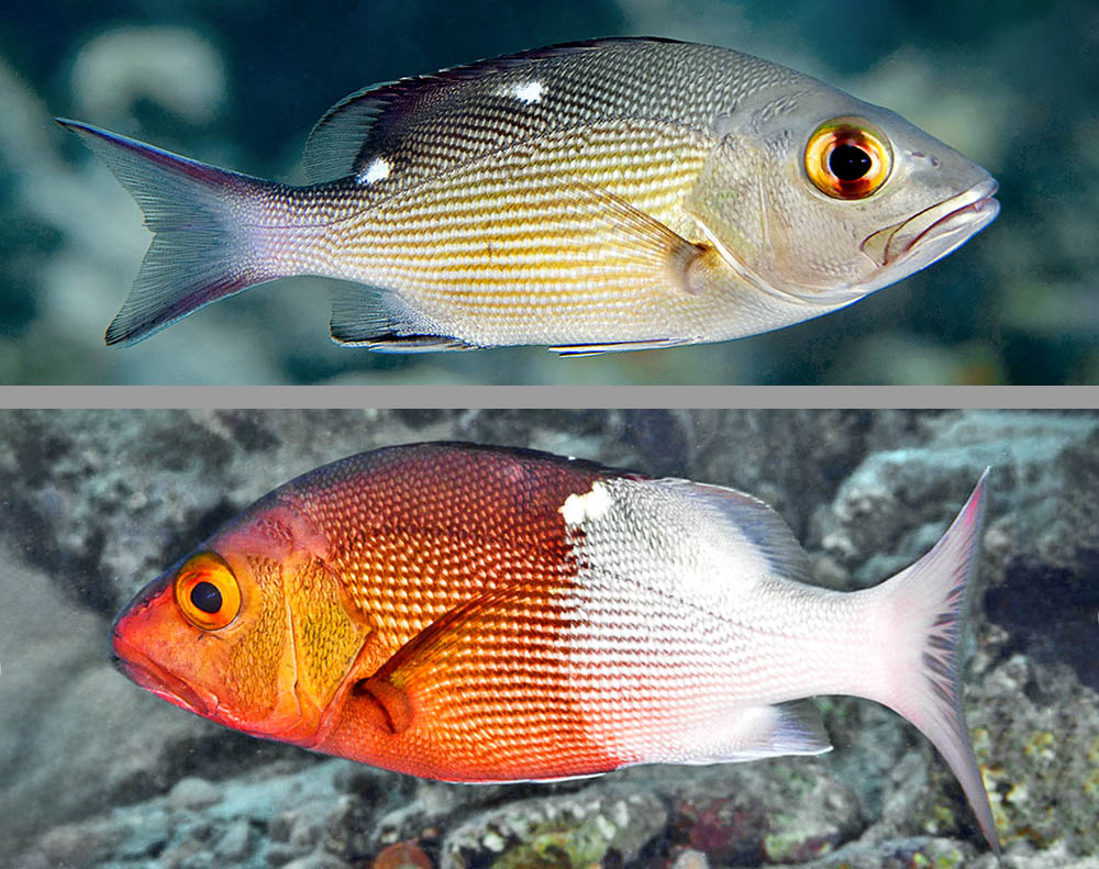 Besides the two typical dorsal white spots, that have originated also the name of Twinspot snapper, juveniles often show on the yellow iris a black vertical bar, and when they eat plankton mixed with Chromis iomelas they get the unusual bicoloured mimetic livery of these damselfishes.