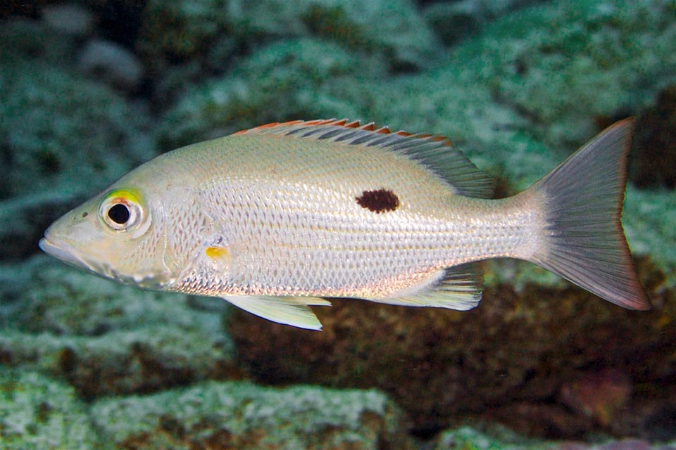Some specimens of Lutjanus mahogoni have a showy dark spot, always present in juveniles, on the lateral line under the last spines of the dorsal fin.