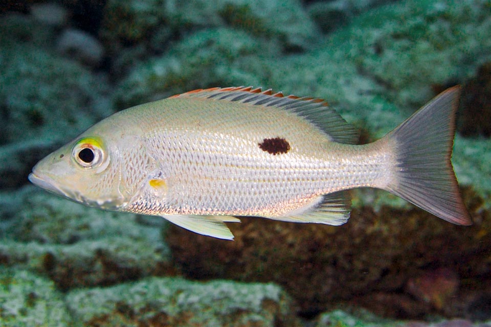 Alcuni esemplari di Lutjanus mahogoni recano una vistosa macchia scura, sempre presente nei giovani, sulla linea laterale sotto le ultime spine della pinna dorsale.