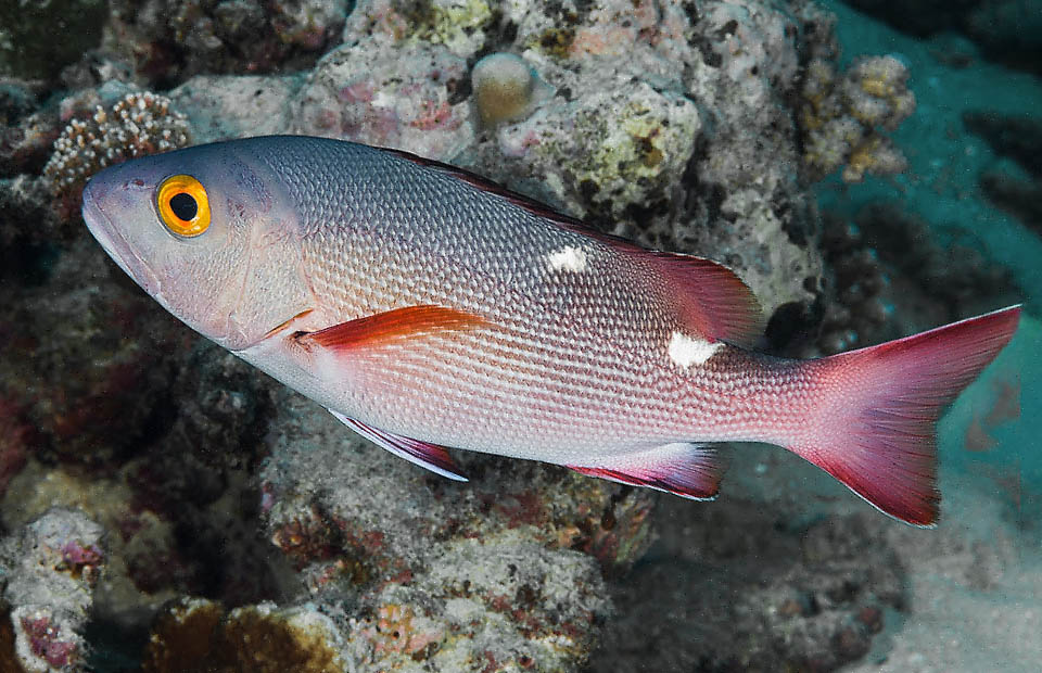 Un subadulto. Sono ancora presenti le due macchie bianco-argentee sul dorso. Lutjanus bohar è molto pescato ma in certe località è a rischio ciguatera.