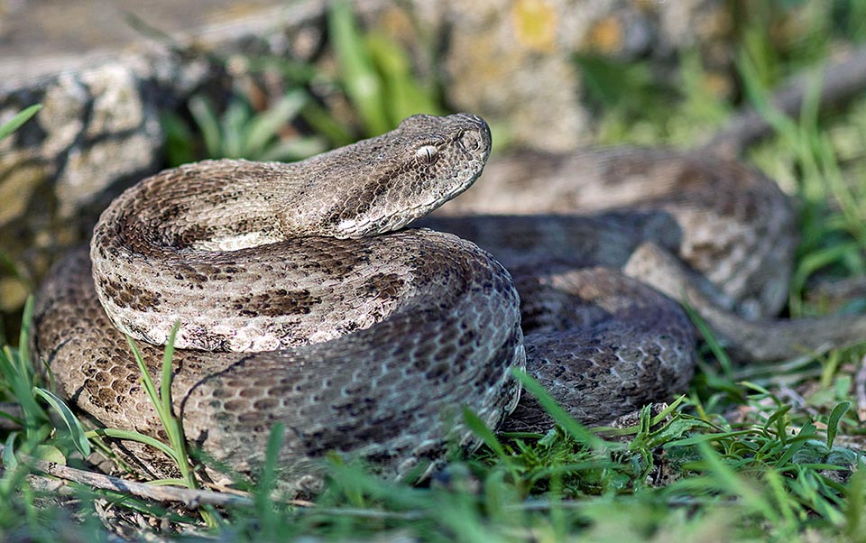 Macrovipera lebetinus monaco nature encyclopedia