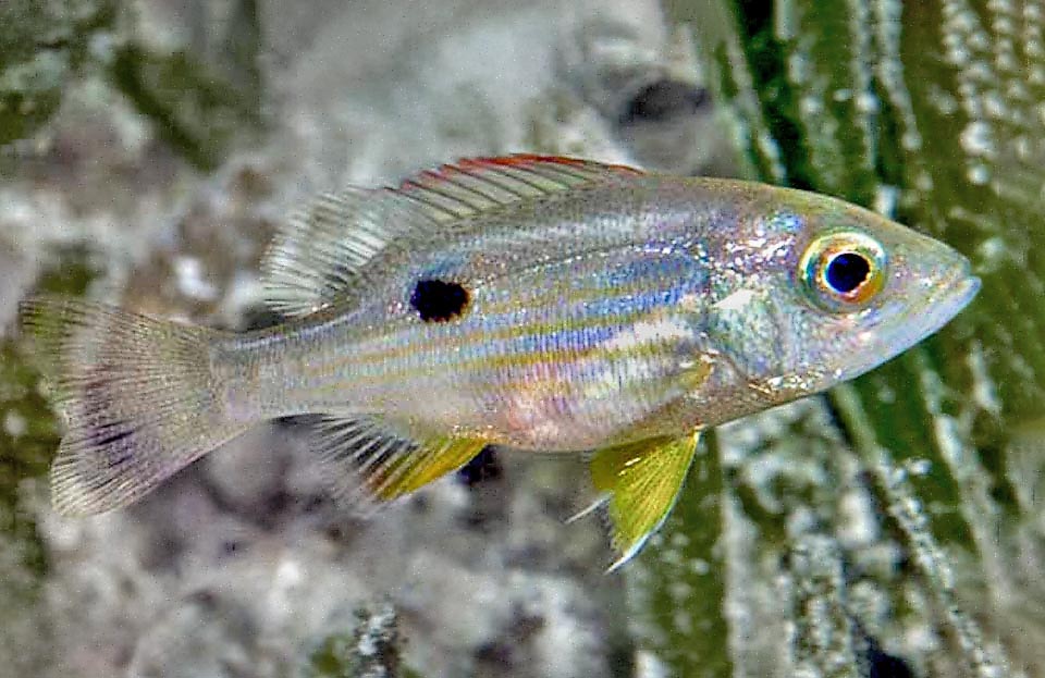 Juvenile. Lifespan for Lutjanus mahogoni is about 18 years. The flesh is good, but particularly in the bigger specimens, is sometimes at ciguatera risk.