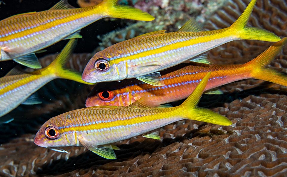 Mulloidichthys martinicus Monaco Nature Encyclopedia