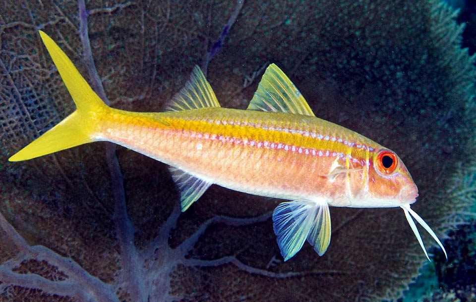 Mulloidichthys martinicus Monaco Nature Encyclopedia