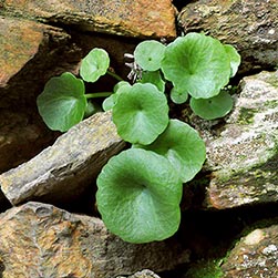 Umbilicus rupestris Monaco Nature Encyclopedia