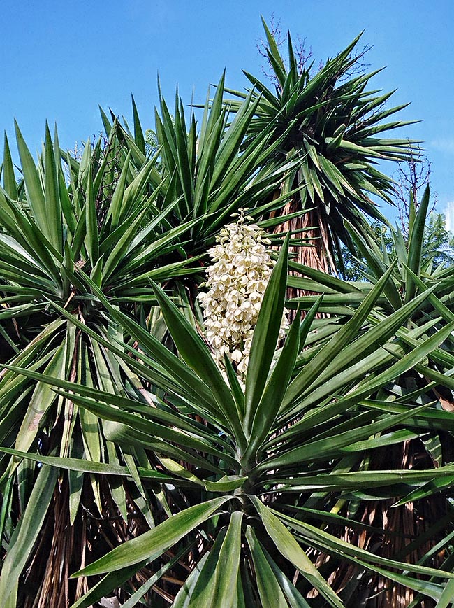 yucca-gigantea-monaco-nature-encyclopedia