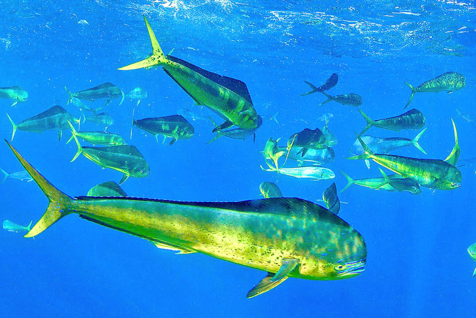 Coryphaena Hippurus Monaco Nature Encyclopedia coryphaena-hippurus-monaco-nature-encyclopedia