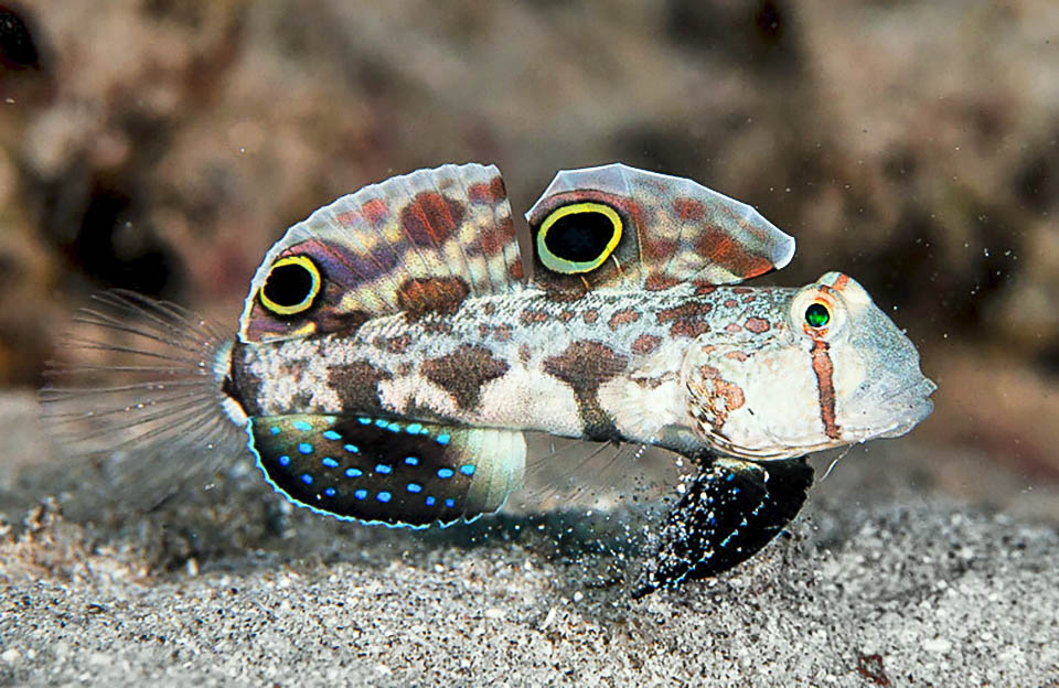 Signigobius biocellatus è un ghiozzo del Pacifico occidentale, presente dalle Filippine e la Grande Barriera Corallina australiana, alle Isole Salomone e Vanuatu.