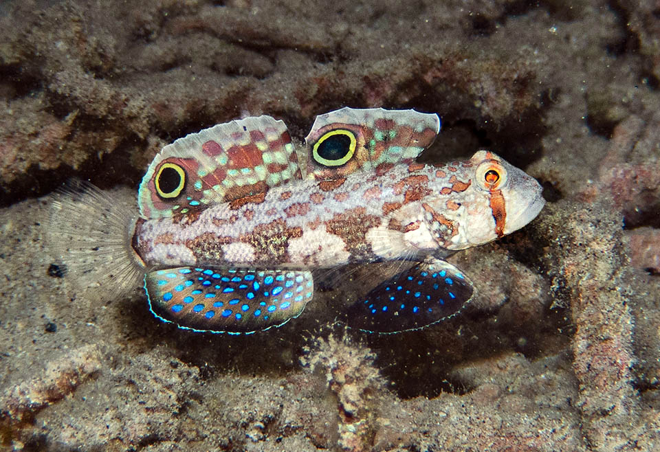 Lungo al massimo 10 cm, Signigobius biocellatus si riconosce subito per i grandi ocelli presenti sulle due pinne dorsali.