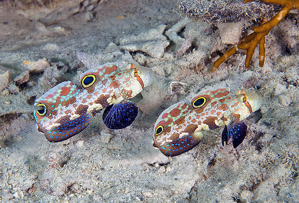 Gli adulti di Signigobius biocellatus vivono in coppia, fra 1 e 30 m di profondità, su fondali sabbiosi o limosi, ed abitano nella stessa tana scavata per lo più a ridosso di rocce o residui madreporici.