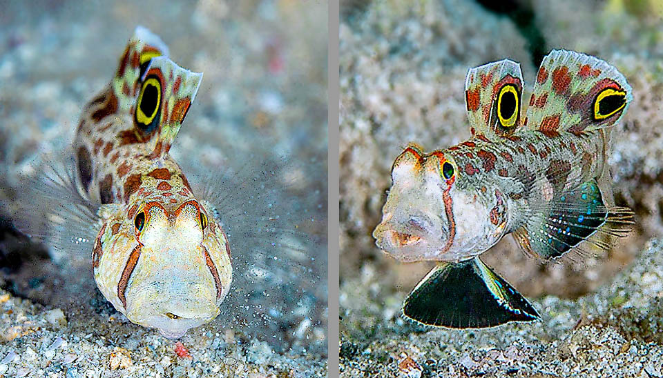 Qui a sinistra un Signigobius biocellatus mentre setaccia i fondali sabbiosi in cerca di copepodi, nematodi, foraminiferi, ostracodi e piccoli detriti. A destra è ben visibile il caratteristico disco adesivo a forma di coppa, tipico dei Gobidae, nato dalla fusione delle pinne pelviche.