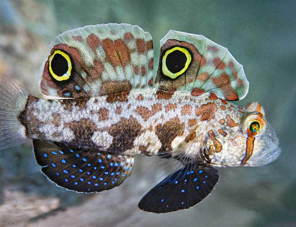 Signigobius biocellatus è spesso predato dai voraci Pesci lucertola (Synodus spp.). In questi casi si mette di lato con la testa bassa distendendo al massimo le pinne. Il predatore vede allora defilarsi il capo di un pesce fittizio molto più grosso di lui, con grandi occhi minacciosi, e intimorito cambia idea rinunciando spesso al pasto.